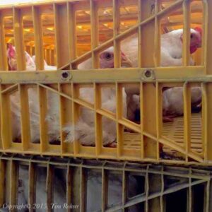 A Polyface Processing Day Image